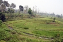 Rice paddies, Java Indonesia